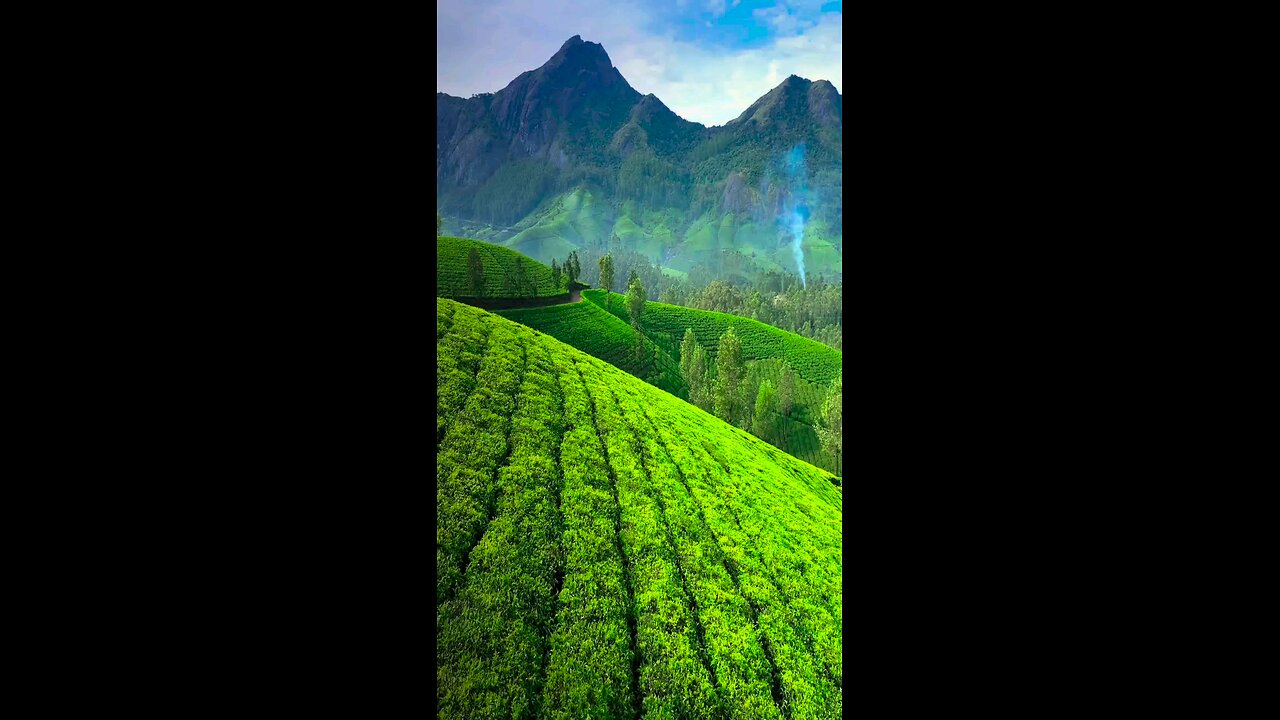 Tea plantation ♨️