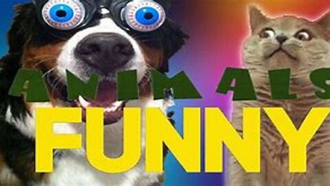 Funniest Dogs And Cats Videos 😅 - Best Funny Animal Videos