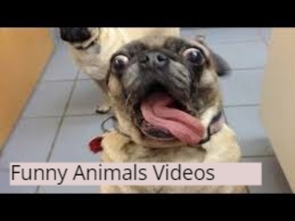 Funny Animals Videos