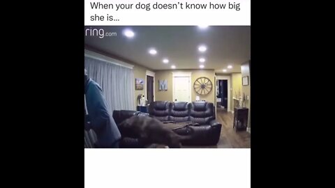 Dog is totally unaware of its own size