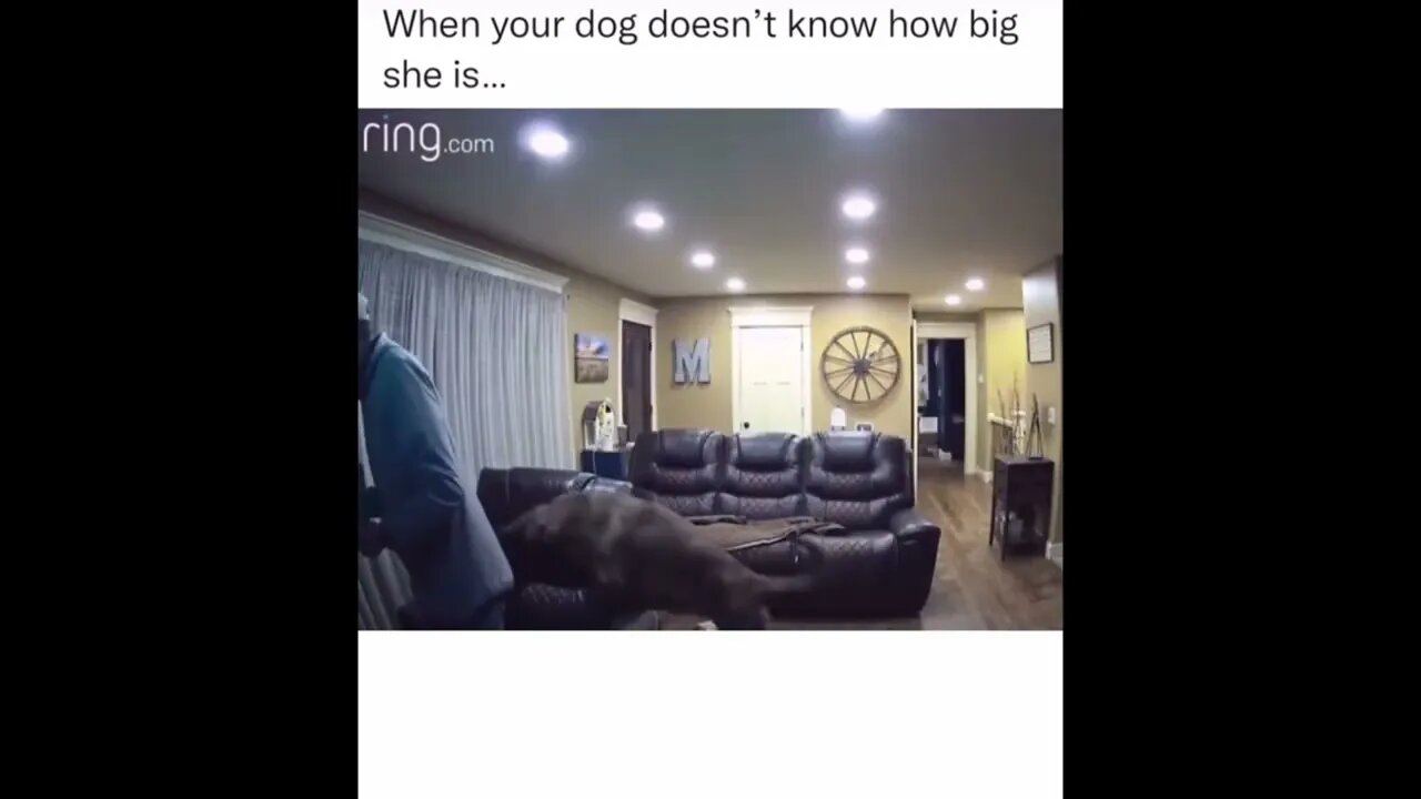 Dog is totally unaware of its own size