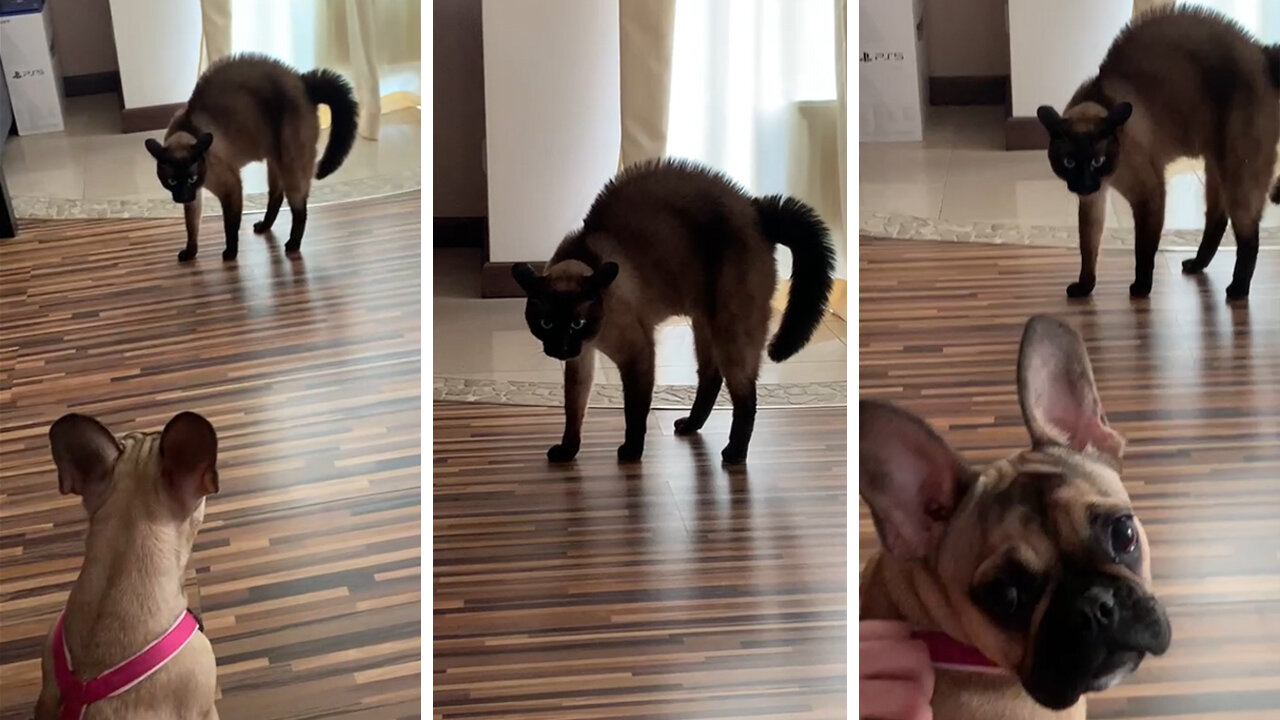 Siamese cat sees dog for the first time and freaks out