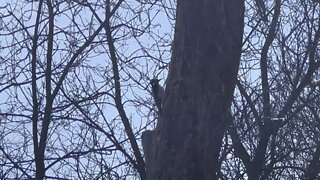 Hairy Wood Pecker James Gardens Toronto