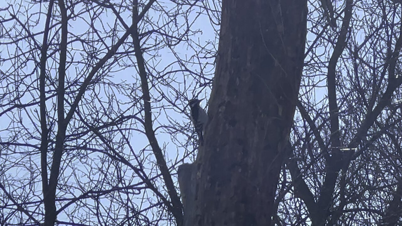 Hairy Wood Pecker James Gardens Toronto