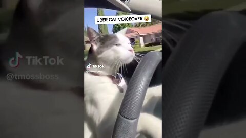 UBER CAT VOICEOVER! 😂😂😂