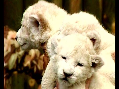 Cute White Lion Cubs