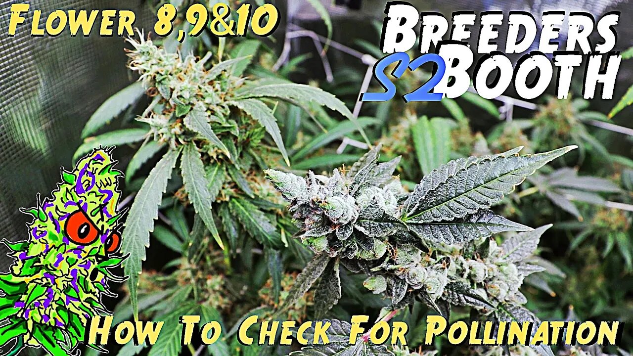 Breeders Booth S2 Ep. 11 | Flower Weeks 8, 9, & 10 | How To Tell If Your Plants Are Pollinated