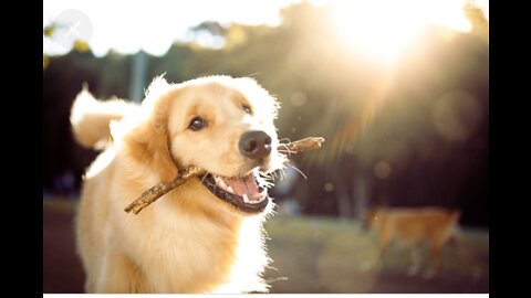 Funny dog video