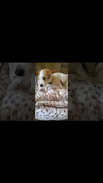 Sunday nap after the morning walk