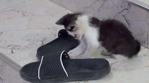 Маленький котенок хочет носить дома тапочки