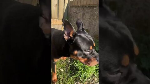 Cutest Dog Relaxing Chewing Stick 🐶 YouTube (must watch) [4K]#shorts #short #asmr #viral #trending