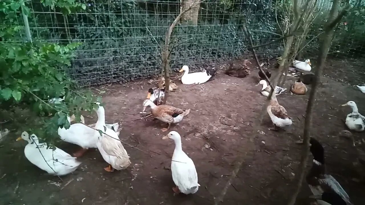 Just before bed time 21st June 2021