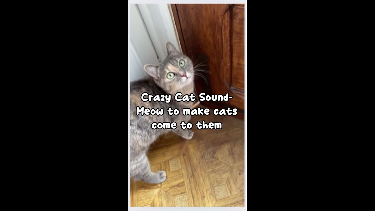 Crazy Cat Sound- Meow to make cats come to them