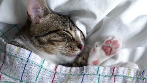 Cute Cat Has His Own Bedsheets