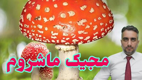 مجیک ماشروم