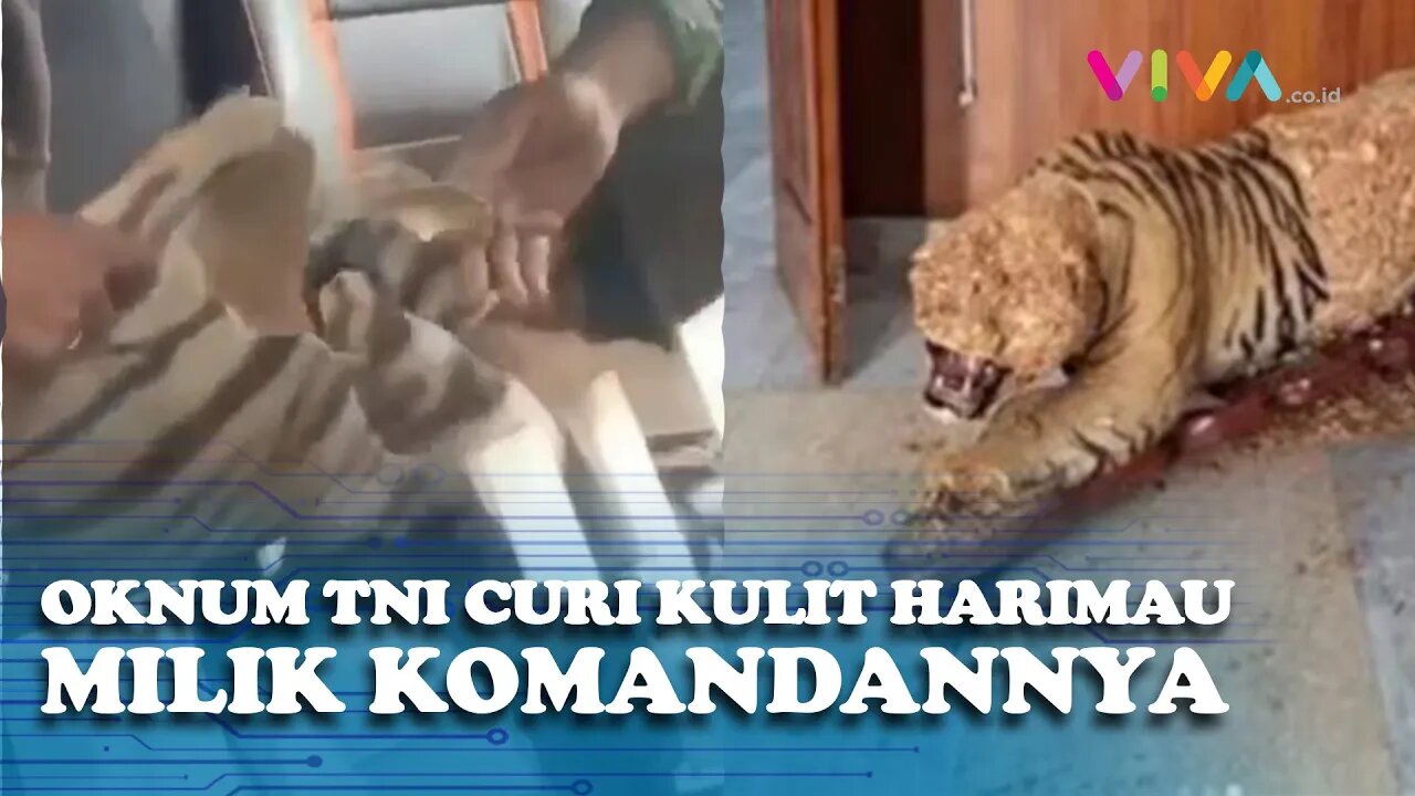 Diciduk Oleh PM, Oknum TNI Kuliti Harimau Pajangan Milik Komandan