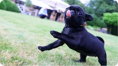 Funny animals compilation. DUDE can someone explain me the black dog?! 🙄