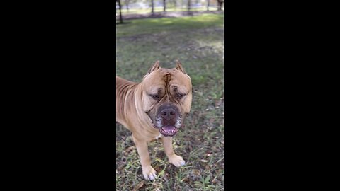 MASSIVE Pit Bull on a casual stroll 🦁☀️😍