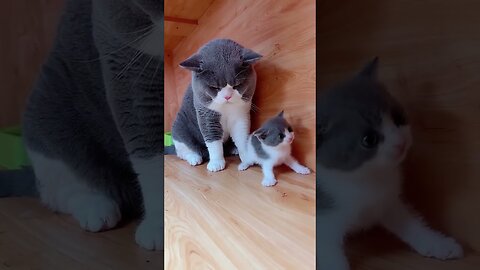 Top Video Cute Baby Cat