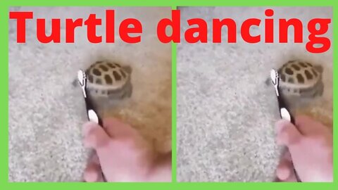 turtle dancing