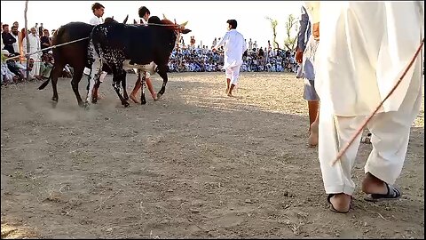 village bull fun