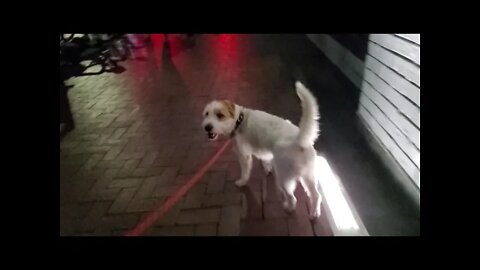 Midnight fever at Boise May 29, 2021, Ares Jack Russell Terrier