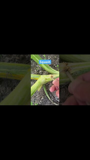 Squash Vine Borer #zuchinni #squash #pumpkinpatch