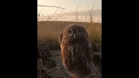 Owlet is Curious