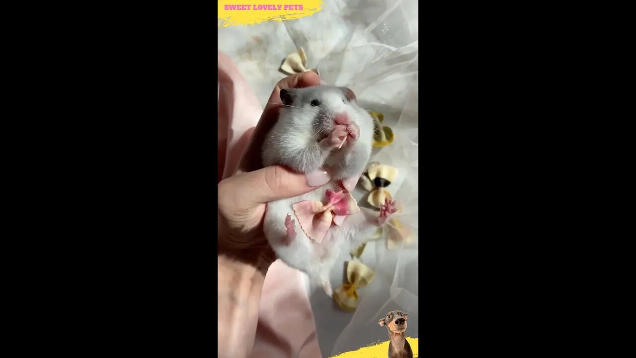 Sweet Lovely Pets 🐹 Funny Feed 🧀 #shorts