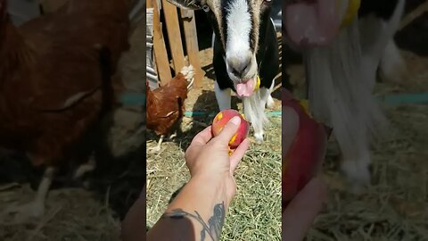 #goats #homesteading #homestead #farm #farmanimals #farmlife #cute