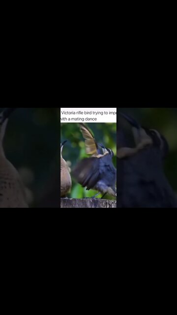 Even birds rock with xxxtencion! #dance #breakstreet #explorepage #xxxtentacion