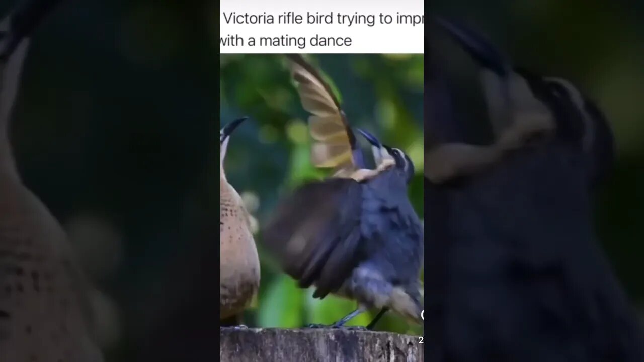 Even birds rock with xxxtencion! #dance #breakstreet #explorepage #xxxtentacion