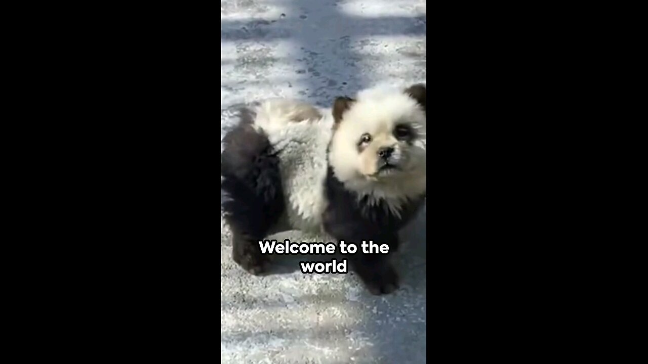 Panda-monium: When Dogs Turned Pandas