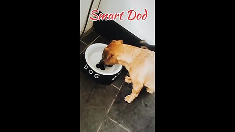 smart dog