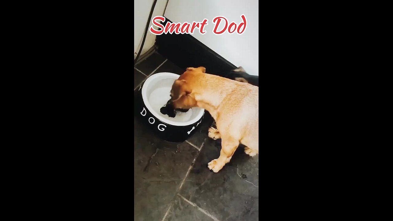 smart dog