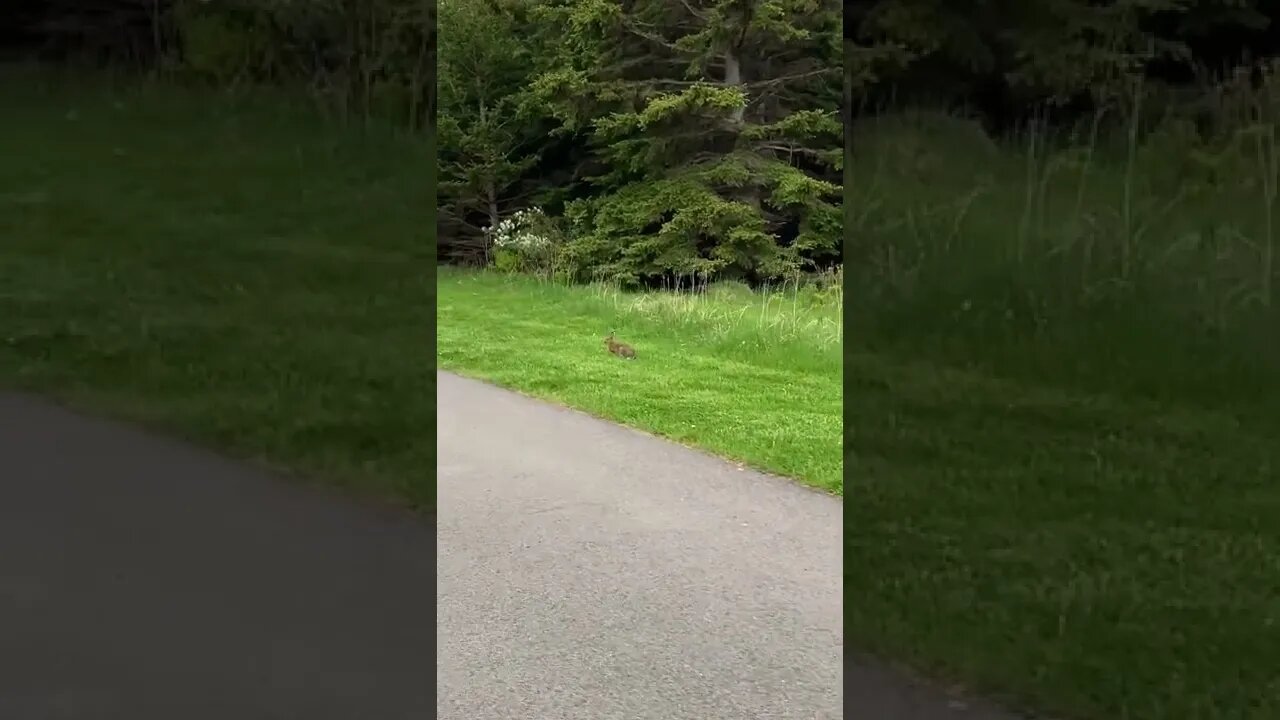 Sneaking up on a rabbit