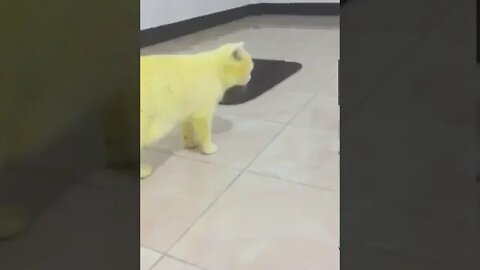 Gato Açafrão