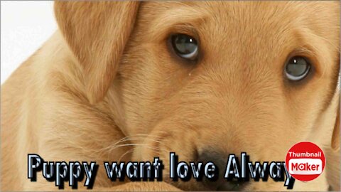 Puppy want love Always