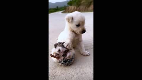 The dog is afraid of losing the hedgehog..