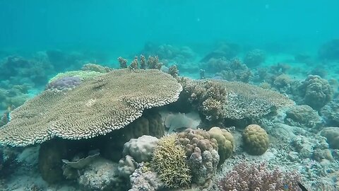 Amazing Underwater Sea life