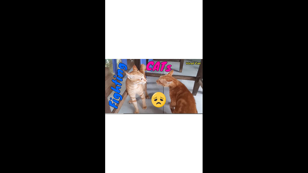 Cat funny video.