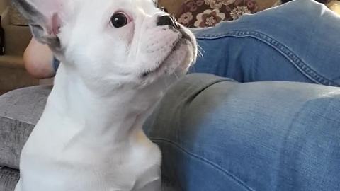Owner communicates with puppy only by barking