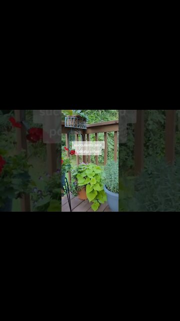 Lavender Keeps Bugs Away