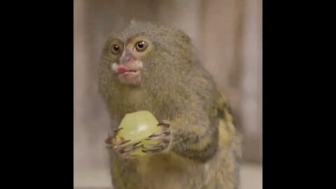 Tiny Monkeys eating grapes