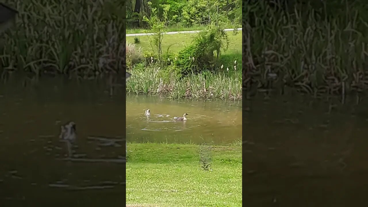 Geese playing in the pond