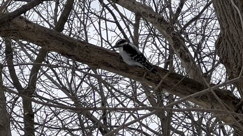 Hairy Wood Pecker James Gardens