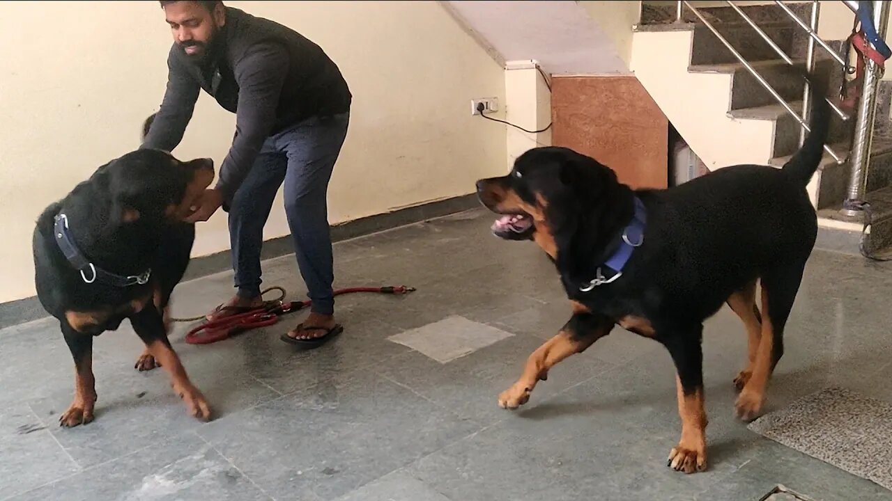 Excitement level too high before walk || Mr.Bolt & Nut