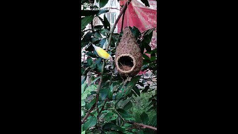 Bird nest...