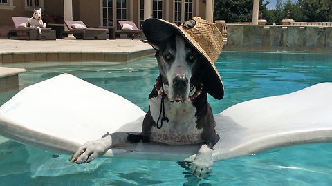 Max and Katie the Great Danes lounge by the pool