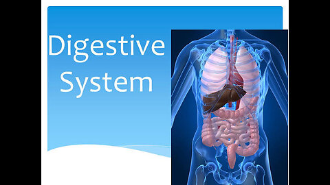 Human digestive system,3D organs